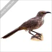 Stock art drawing of a Curve-Billed Thrasher