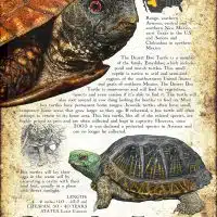 Desert Box Turtle infographic