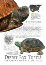 Desert Box Turtle poster design