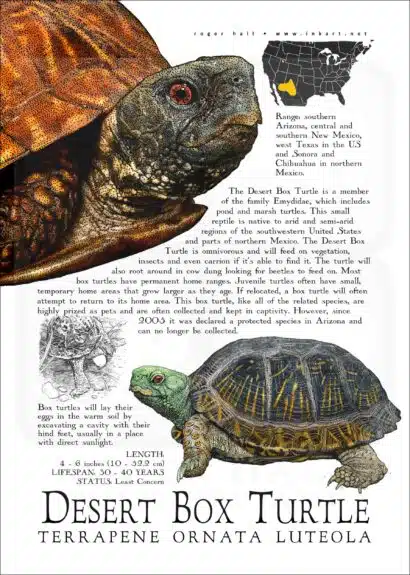 Desert Box Turtle poster design