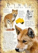 DIngo poster print