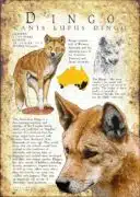 DIngo poster print