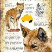 DIngo poster print
