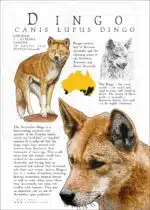 Dingo poster print