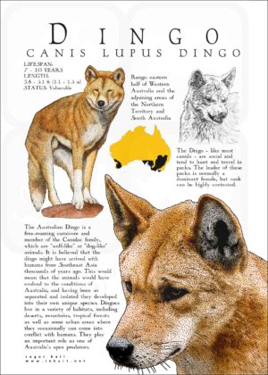 Dingo poster print