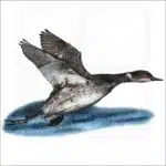 Eared or Black-Necked Grebe drawing
