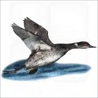 Eared or Black-Necked Grebe drawing