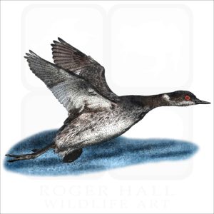 Eared or Black-Necked Grebe drawing