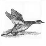 Eared or Black-Necked grebe Grebe black and white drawing