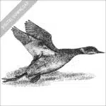 Eared or Black-Necked Grebe black and white stock image