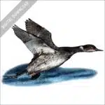Eared or Black-Necked Grebe stock drawing