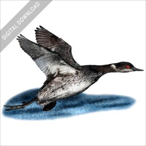 Eared or Black-Necked Grebe stock drawing