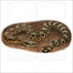 Eastern Hognose illustration