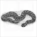 black and white Eastern Hognose snake drawing