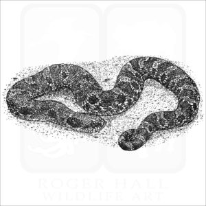black and white Eastern Hognose snake drawing