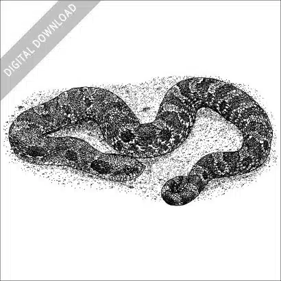 black and white drawing of an Eastern Hognose Snake