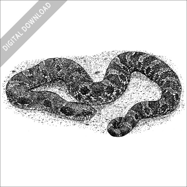 black and white drawing of an Eastern Hognose Snake