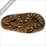 Eastern Hognose Snake stock image