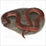 Eastern Worm Snake illustration