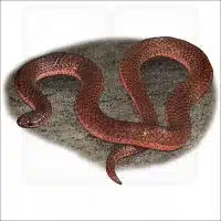 Eastern Worm Snake illustration