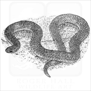 Eastern Worm Snake black and white drawing