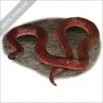 Eastern Worm Snake stock art image