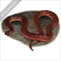 Eastern Worm Snake stock art image