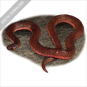 Eastern Worm Snake stock art image