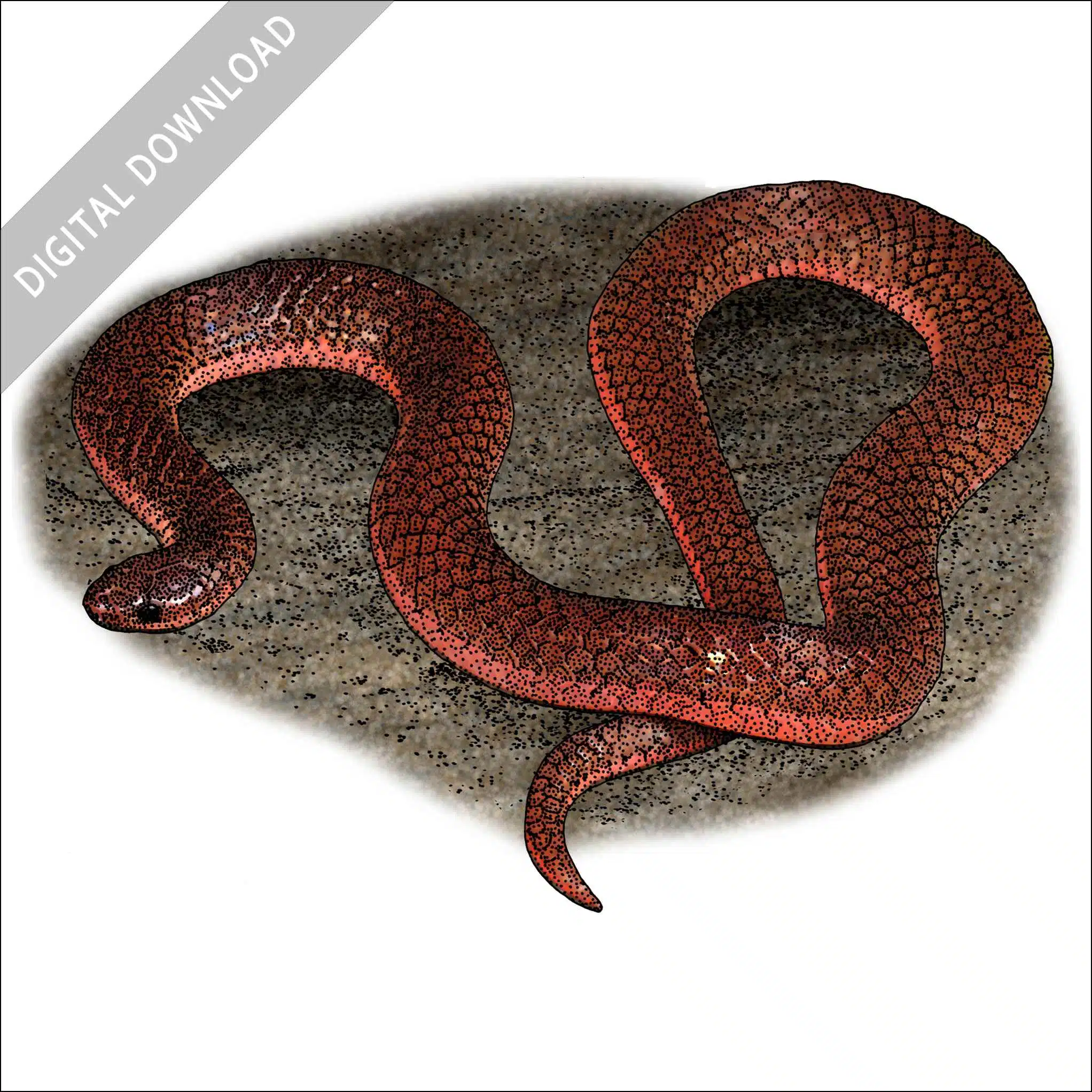 Eastern Worm Snake Eastern Worm Snake stock art image