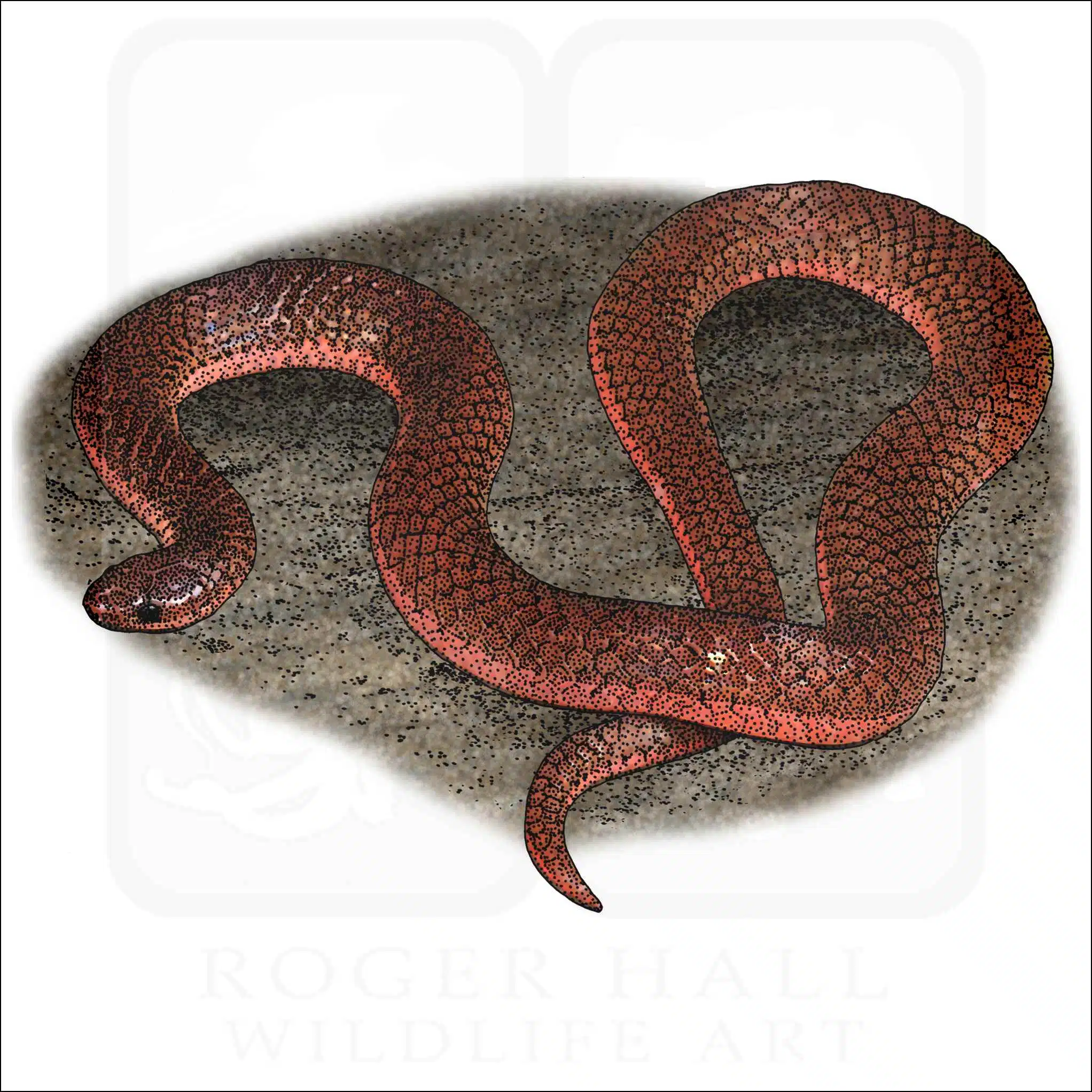 Eastern Worm Snake Eastern Worm Snake illustration