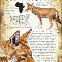 Ethiopian Wolf poster print