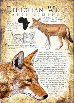 Ethiopian Wolf poster print