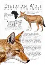 Ethiopian Wolf poster print