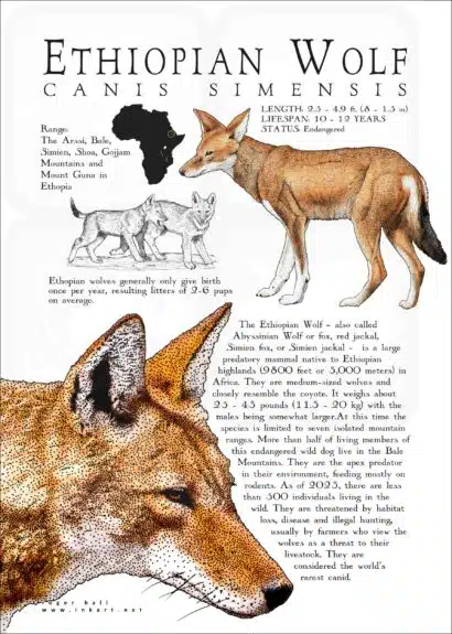 Ethiopian Wolf poster print