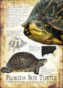 Florida Box Turtle poster print