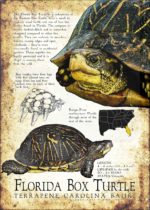 Florida Box Turtle poster print