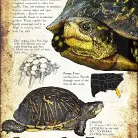 Florida Box Turtle poster print