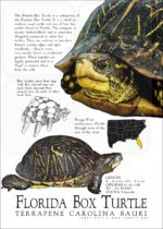 Florida Box Turtle poster print