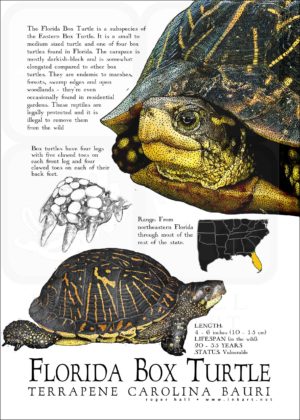 Florida Box Turtle poster print