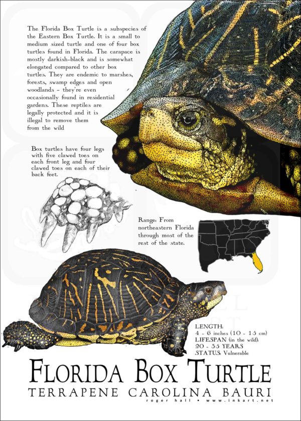 Florida Box Turtle poster print