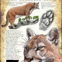 Florida Panther poster print