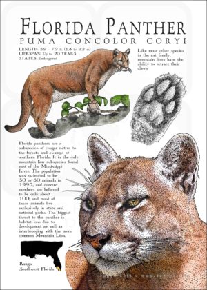 Florida Panther poster print