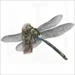 Giant Hawaiian Dragonfly illustration
