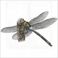 Giant Hawaiian Dragonfly illustration