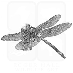 Giant Hawaiian Dragonfly black and white drawing