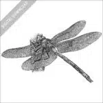 Giant Hawaiian Dragonfly black and white stock image