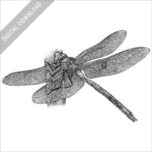 Giant Hawaiian Dragonfly black and white stock image