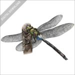 Giant Hawaiian Dragonfly stock image