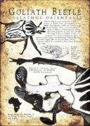Goliath Beetle infographic