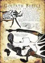 Goliath Beetle infographic